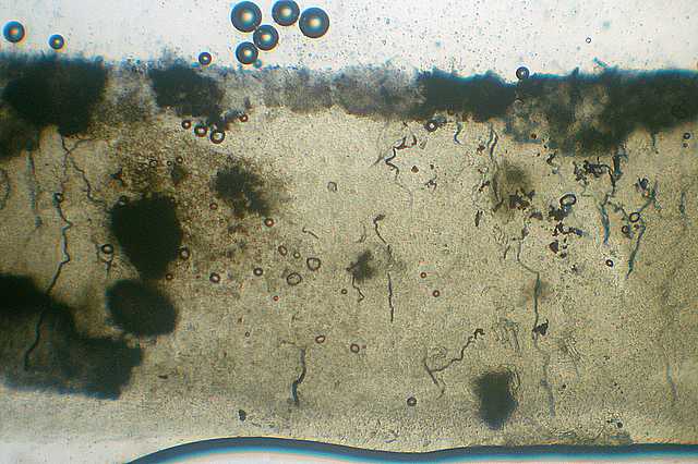 Hydropus atramentosus     (Kalchbr.)    Kotl. & Pouzar